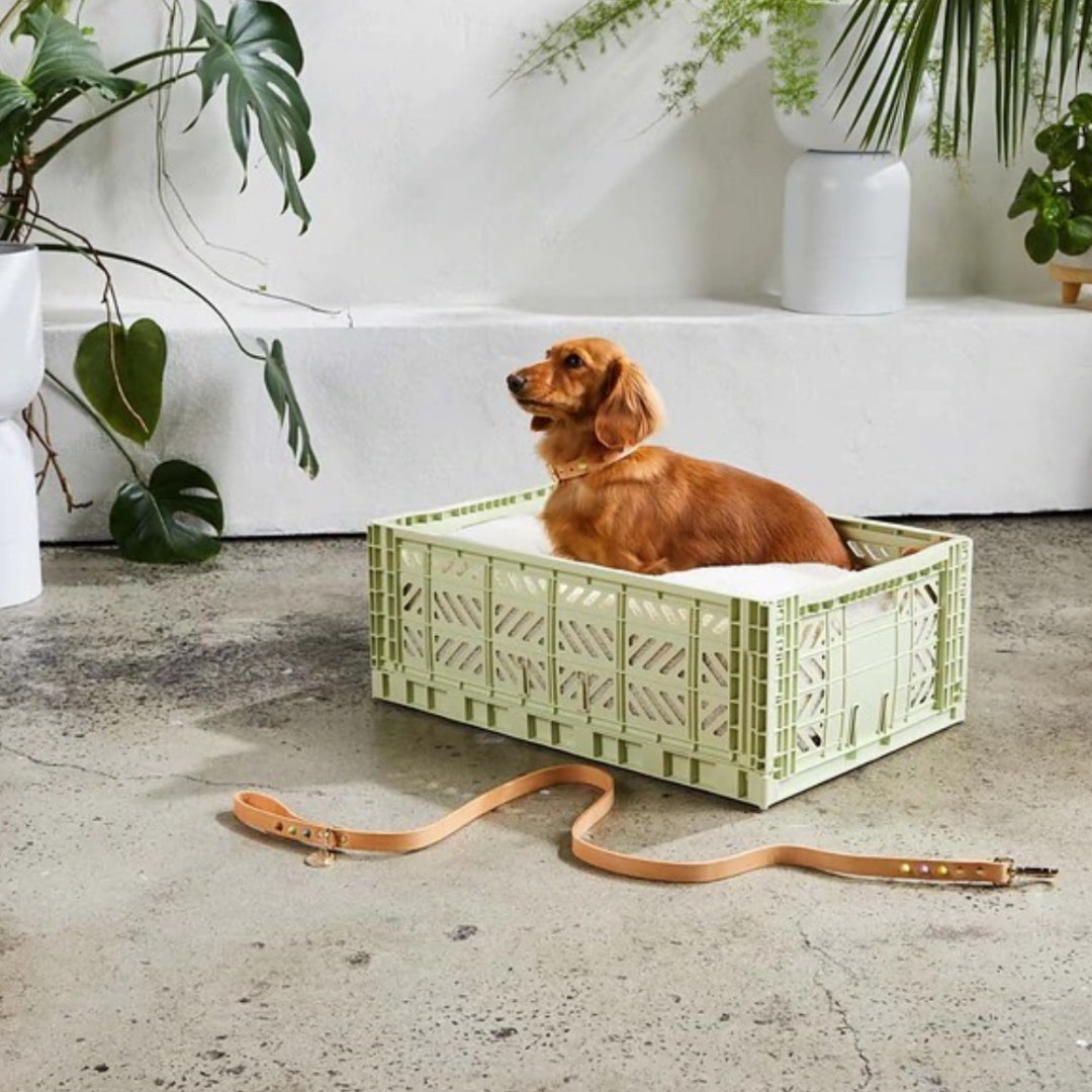 Maxi Box Lime Cream