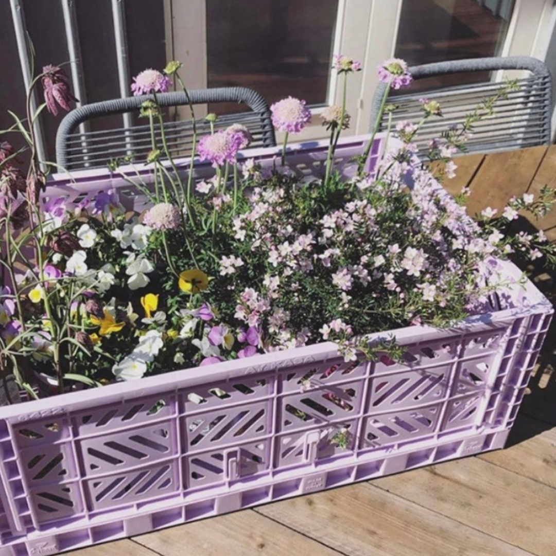 Maxi Box Orchid
