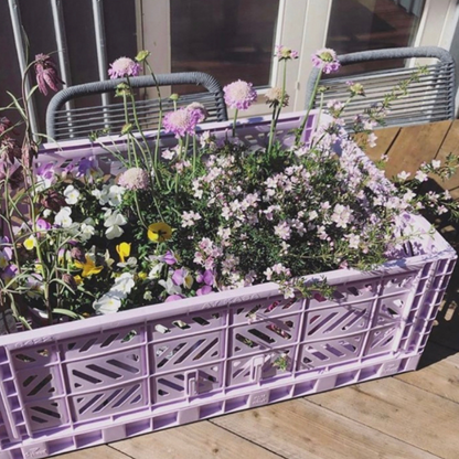 Maxi Box Orchid
